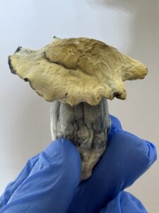 Blue Vuitton | 8th:50$  / 7g:70$ / 14g:120$ | 21g:150$ / Oz:200$