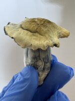 Blue Vuitton | 8th:50$  / 7g:70$ / 14g:120$ | 21g:150$ / Oz:200$