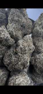 Grandaddy Runtz⭐️ | 8th:40$ / 7g:60$ / 14g:110$ / 21g:150$ / Oz:200$ / 2oz:300$ - Image 2