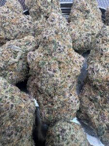 Tropicana Cherry Cookies🏆 | 8th:50$ / 7g:70$ / 14g:130$ / 21g:160$ / Oz:220$