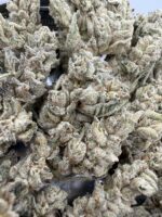 White Widow🕷️ | 8th:40$ / 7g:60$ / 14g:110$ / 21g:140$ / Oz:180$ / 2oz:280$